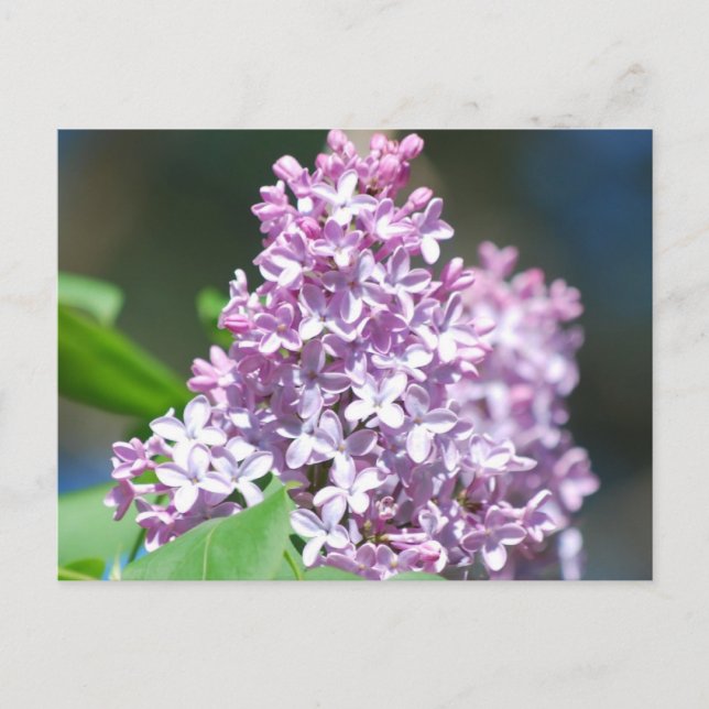 Lavender Lilac-vykort Vykort (Framsida)