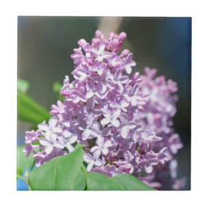 Lavender Lilacs Tile Kakelplatta