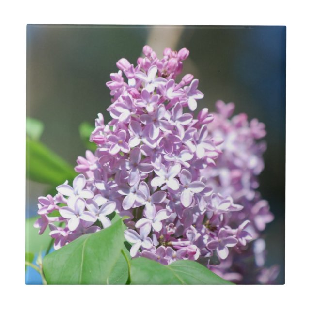 Lavender Lilacs Tile Kakelplatta (Framsidan)