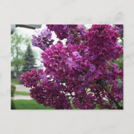 Lavender Lilacs vykort
