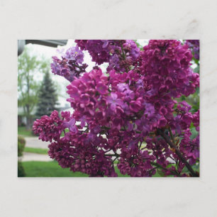 Lavender Lilacs vykort