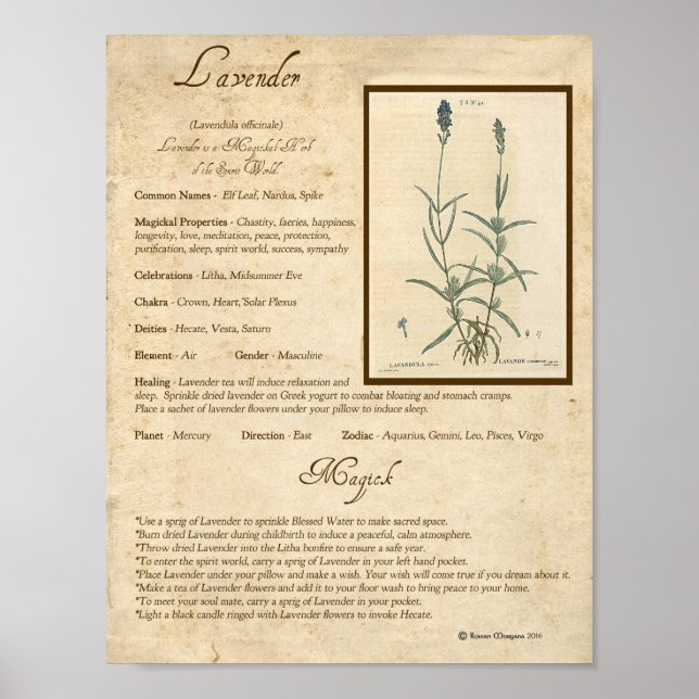 LAVENDER MAGICK HERB POSTER (Framsidan)