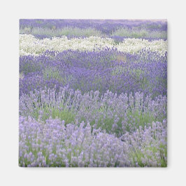 Lavender Magnet