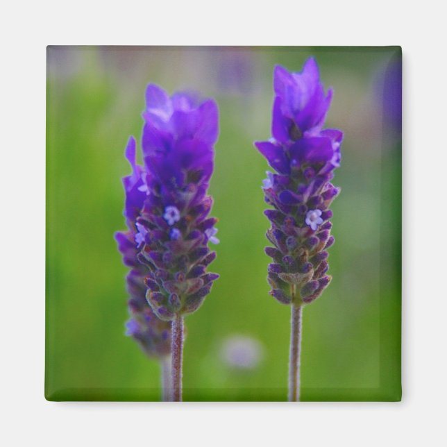 lavender magnet (Framsidan)
