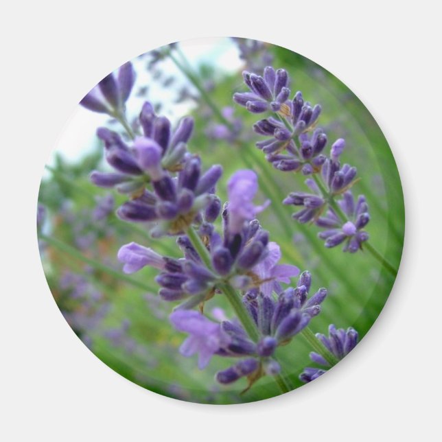 Lavender Magnet (Framsidan)