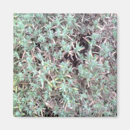 lavender magnet