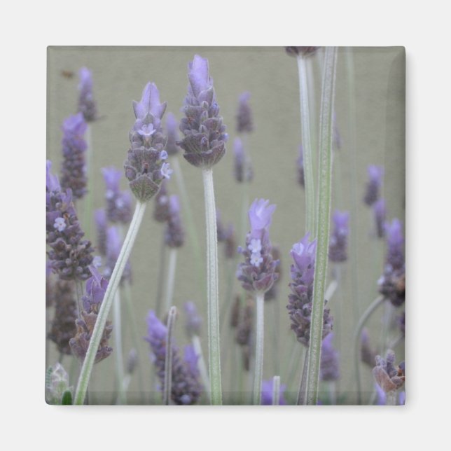 Lavender Magnet (Framsidan)