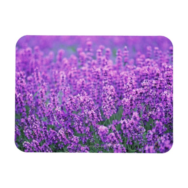 Lavender Magnet (Horisontell)