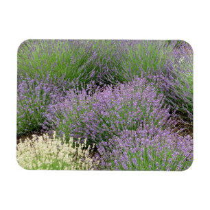 Lavender Magnet