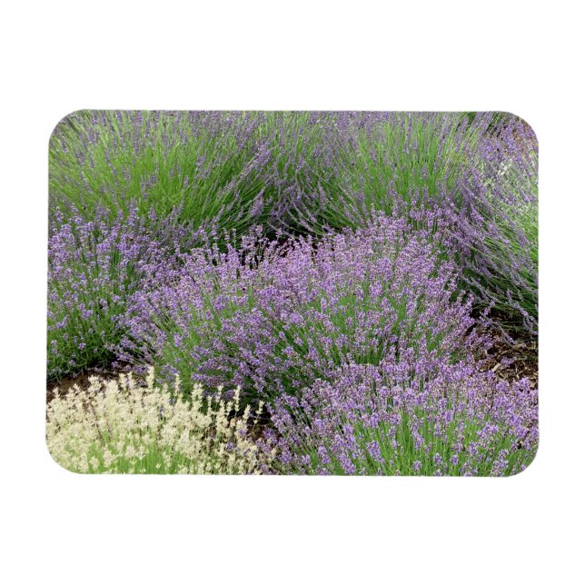 Lavender Magnet (Horisontell)