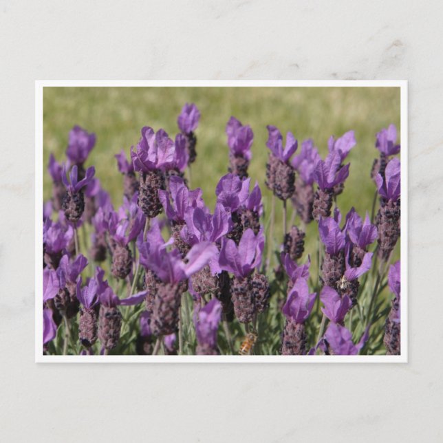 Lavender Meadow Flowers Vykort (Framsida)