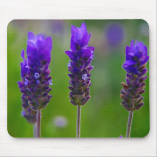lavender musmatta