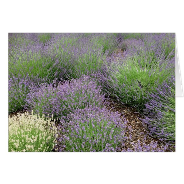 Lavender OBS Kort (Framsidan Horizontal)