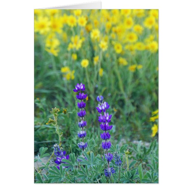 Lavender och Gult Solros Hälsningskort (Framsidan)