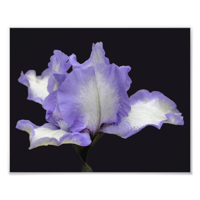 Lavender och vit jordad Iris-blomma 8 x 10 Fototryck (Framsidan)