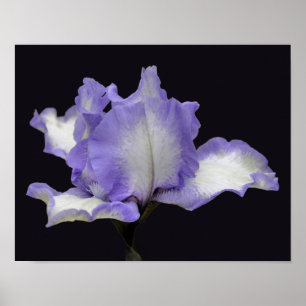 Lavender och vit jordad Iris-blomma Poster