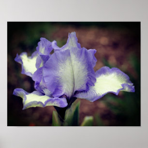 Lavender och vit jordad Iris-blomma Poster