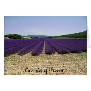 Lavender of Provence Hälsningskort