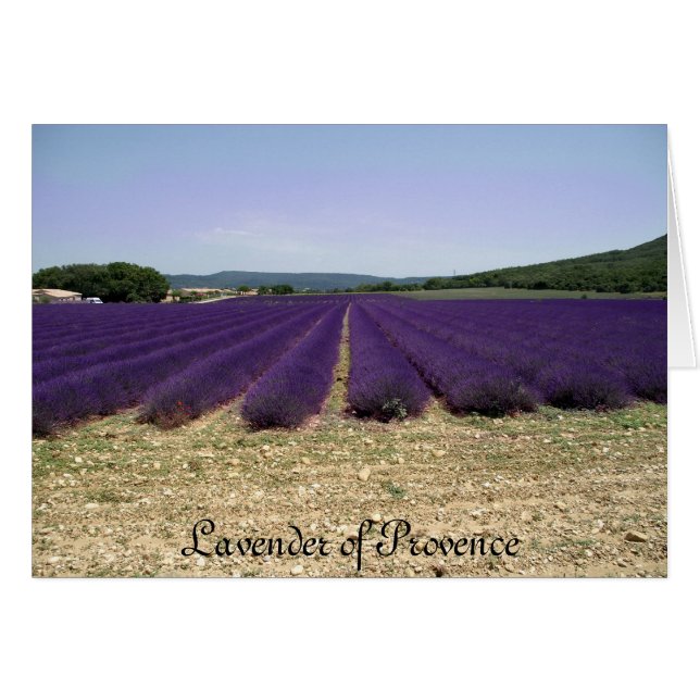 Lavender of Provence Hälsningskort (Framsidan Horizontal)
