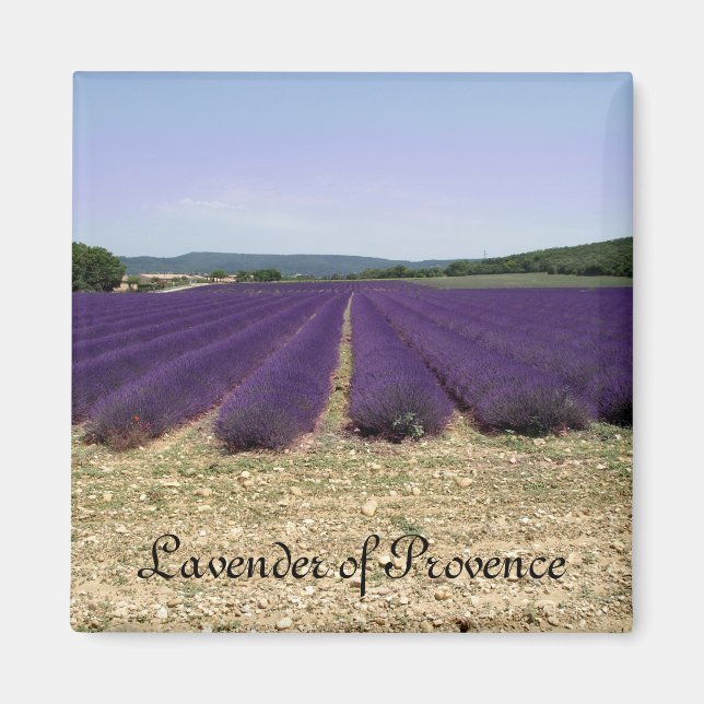 Lavender of Provence Magnet (Framsidan)