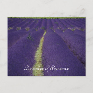Lavender of Provence Vykort