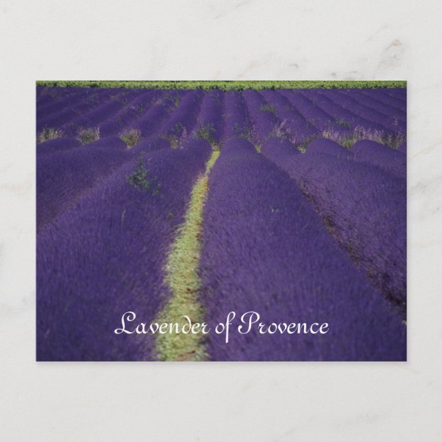 Lavender of Provence Vykort (Framsida)