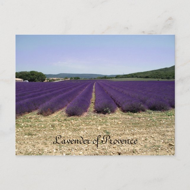 Lavender of Provence Vykort (Framsida)