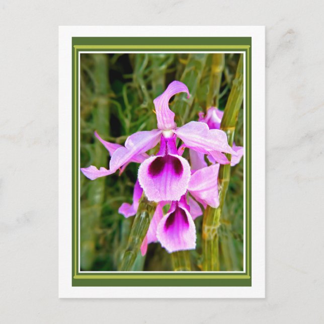 Lavender Orchid Vykort (Framsida)