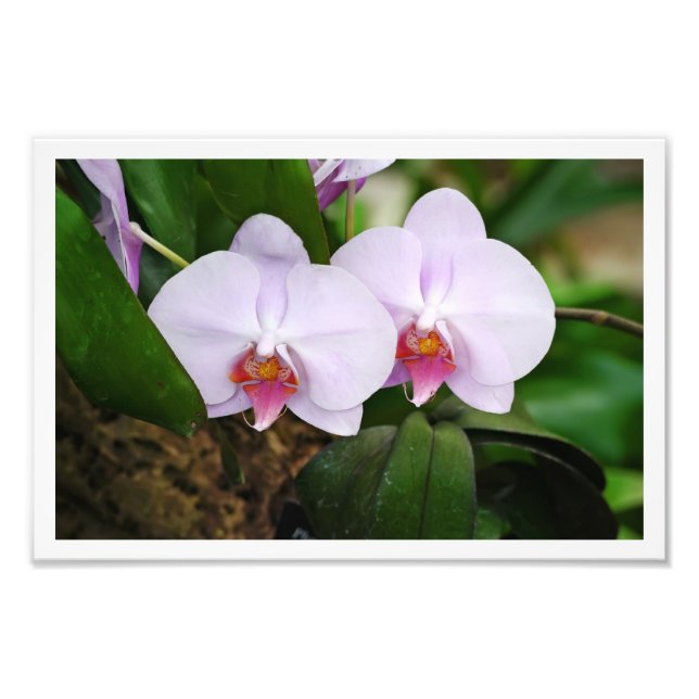 Lavender Orquids Fototryck (Framsidan)