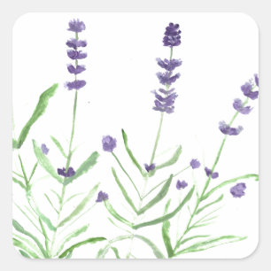 Lavender ört botaniskt vattenfärgat lila rustik fyrkantigt klistermärke