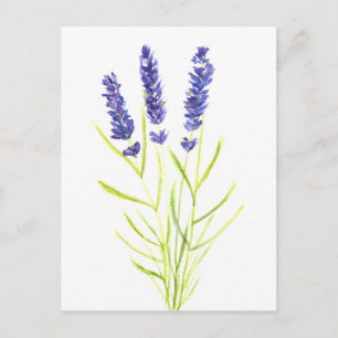 Lavender ört Lavender blommor vattenfärg Vykort