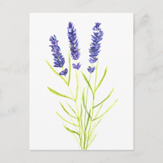 Lavender ört Lavender blommor vattenfärg Vykort (Framsida)