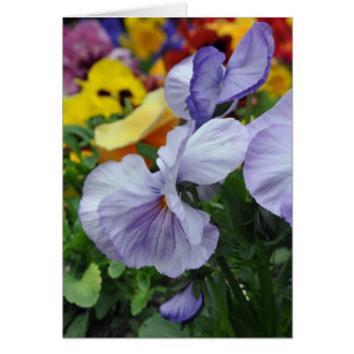 Lavender Pansies Hälsningskort
