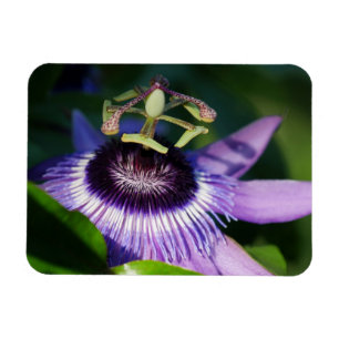 Lavender Passion Flower Magnet
