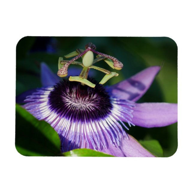 Lavender Passion Flower Magnet (Horisontell)