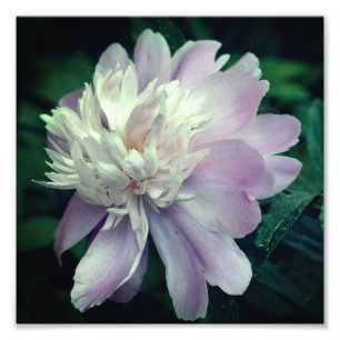 Lavender Peony Flower in Bloom Close 8 x8 Fototryck