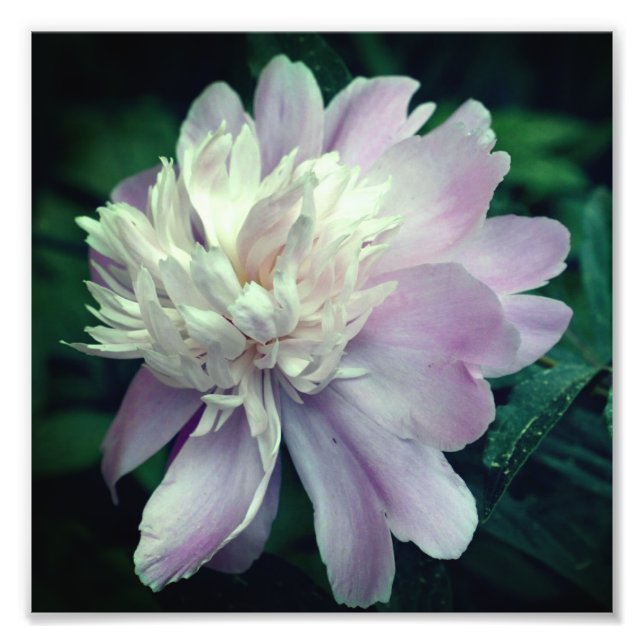 Lavender Peony Flower in Bloom Close 8 x8 Fototryck (Framsidan)