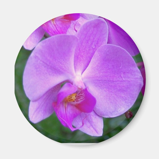 Lavender Phalaenopsis Orchid Magnet (Framsidan)