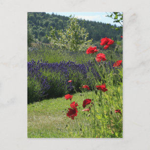 Lavender & Poppies Vykort