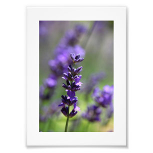 Lavender Porträtt Fototryck