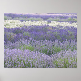 Lavender Poster