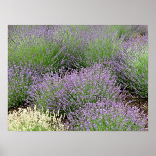 Lavender Poster