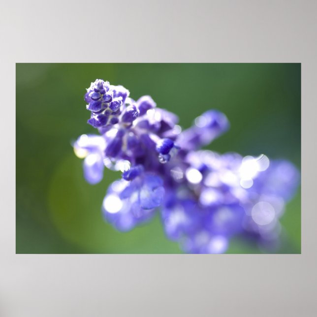 Lavender Poster (Framsidan)