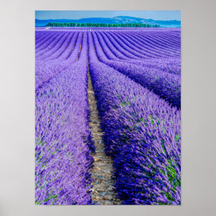 Lavender, Provence, Frankrike Poster