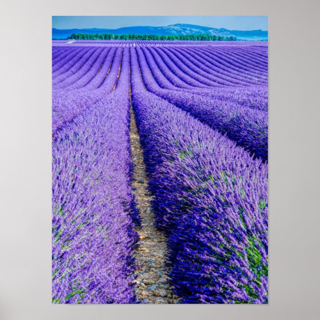 Lavender, Provence, Frankrike Poster (Framsidan)
