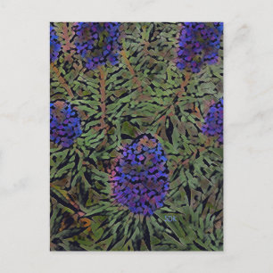 Lavender-rader Vykort