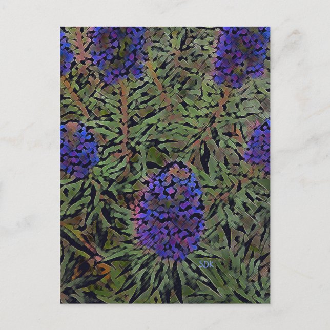Lavender-rader Vykort (Framsida)