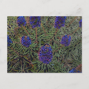 Lavender-rader Vykort