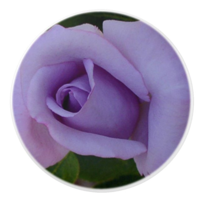 Lavender ro knopp (Framsidan)