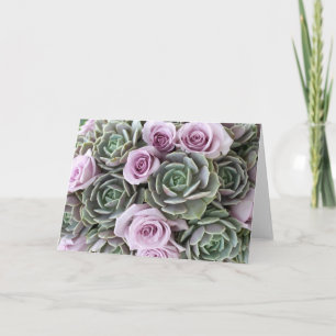 Lavender ro och echeverias-kort kort